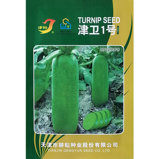 津卫一号杂交一代卫青萝卜种子天津特产沙窝萝卜种籽水果型里外青