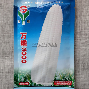 华穗万糯2000白糯玉米种子高产白色糯玉米种籽甜糯适口棒大皮薄