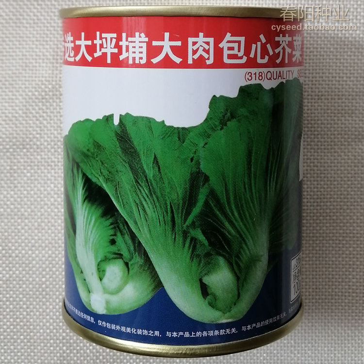 特选大坪埔大肉包心芥菜种子大叶芥菜种籽四季高产广联包心芥种孑