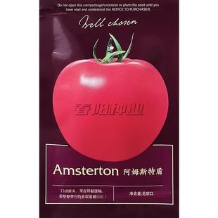 阿姆斯特盾番茄种子深粉红色高圆大果番茄西红柿种籽果皮光亮抗病