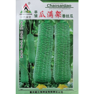 早皱瓜满架香丝瓜种子高产皱丝瓜耐寒耐热一代杂交皱皮丝瓜种籽