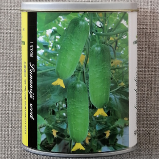 雌性短棒秋瓜 早熟抗病强瓜码密 高产水果黄瓜种子 唐山秋瓜种籽