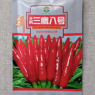 北科三鹰八号朝天椒种子高产辣椒三樱椒种籽早熟大果椒果深红抗病