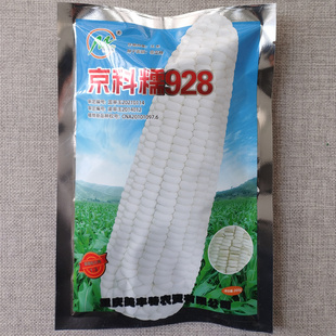 京科糯928白糯玉米种子白粘玉米种籽甜加糯高产抗病鲜食糯黏玉米