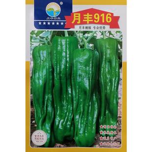 月丰916丰胜718薄皮皱皮泡椒辣椒种子芜湖椒种籽皮薄肉脆质嫩味辣