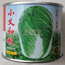 小义和秋白菜种子 老品牌 胶州大白菜 基地高产 好吃好卖 秋播