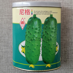 水果黄瓜种子 尼格 唐山秋瓜 瓜皮翠绿口感清香 大田高产黄瓜种子