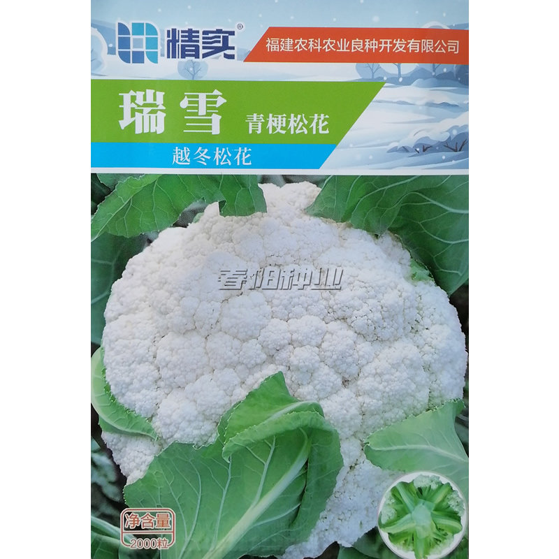 瑞雪越冬松花菜种子抗寒高产优质