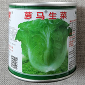 理想401生菜种子 四季 播意大利生菜 鸿海罗马生菜种子 脆嫩 50克