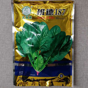 大禹班德187杂交红根菠菜种籽子春秋抗病高产墨绿椭圆菠菜耐捆扎