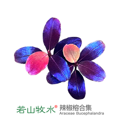 辣椒榕水草玄武海黑天使大象玉老幽灵数码海稀有迷你高端水下叶