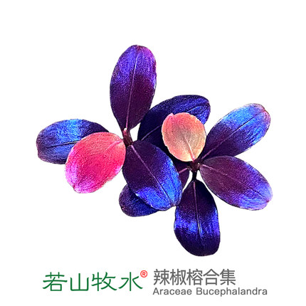 辣椒榕水草玄武海黑天使大象玉老幽灵数码海稀有迷你高端水下叶