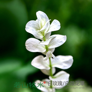若山牧水白玫瑰白化微花草稀有进口水草前景中景水下叶荷兰景