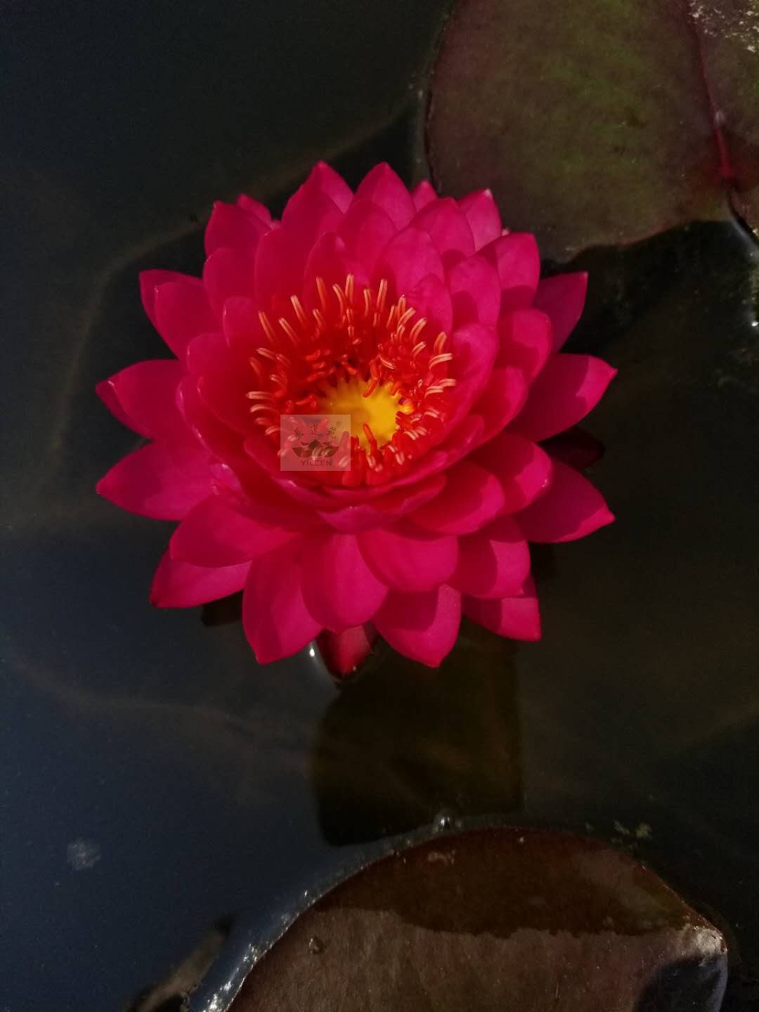 南京艺莲苑水生花卉中大型耐寒睡莲【山莓】根块苗,鲜红色