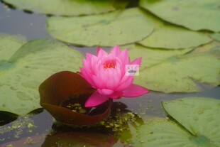 南京艺莲苑中大型耐寒睡莲根块【莹宝石】鲜红色