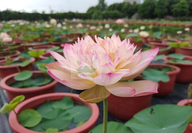 南京艺莲苑碗莲大型荷花【神州美·湘】种藕粉红色重瓣品