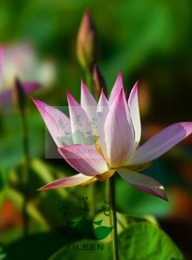 南京艺莲苑  碗莲  小型荷花【神州美·陕】种藕 橙色  少瓣