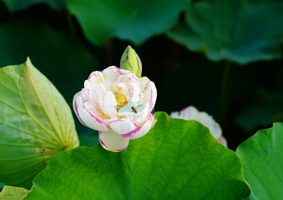 南京艺莲苑  碗莲  大型荷花【大洒锦】种藕 嵌色  重瓣 鲜花速递/花卉仿真/绿植园艺 时令草本花卉 原图主图