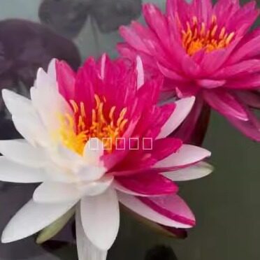 水生花卉南京艺莲苑进口耐寒睡莲【夹克丰】双色百变盆栽易开花