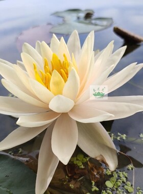 水生植物南京艺莲苑中大型耐寒睡莲根茎【艾色肯】橙黄色丰花