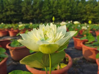 南京艺莲苑  碗莲  大型荷花【金蝉】种藕 黄色  重瓣