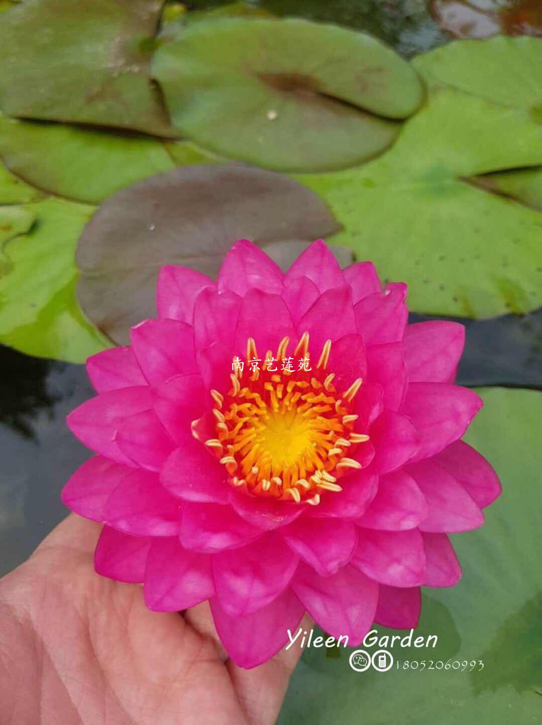 水生花卉南京艺莲苑中大型耐寒睡莲【暹罗大丽花】泰国引进丰花