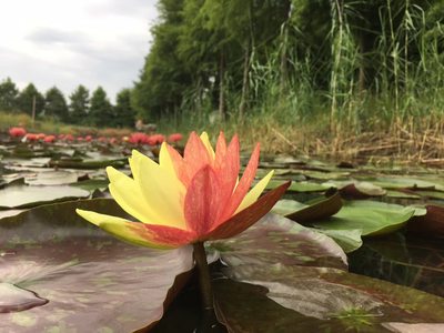 南京耐寒睡莲女王水生花卉