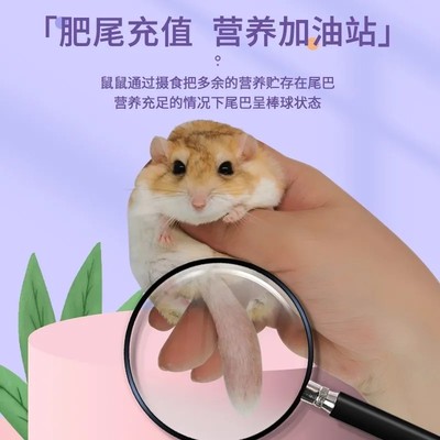 通心粉鼠增肥长肉饲料肥尾沙鼠粮高蛋白营养仓鼠通心粉饲料散装