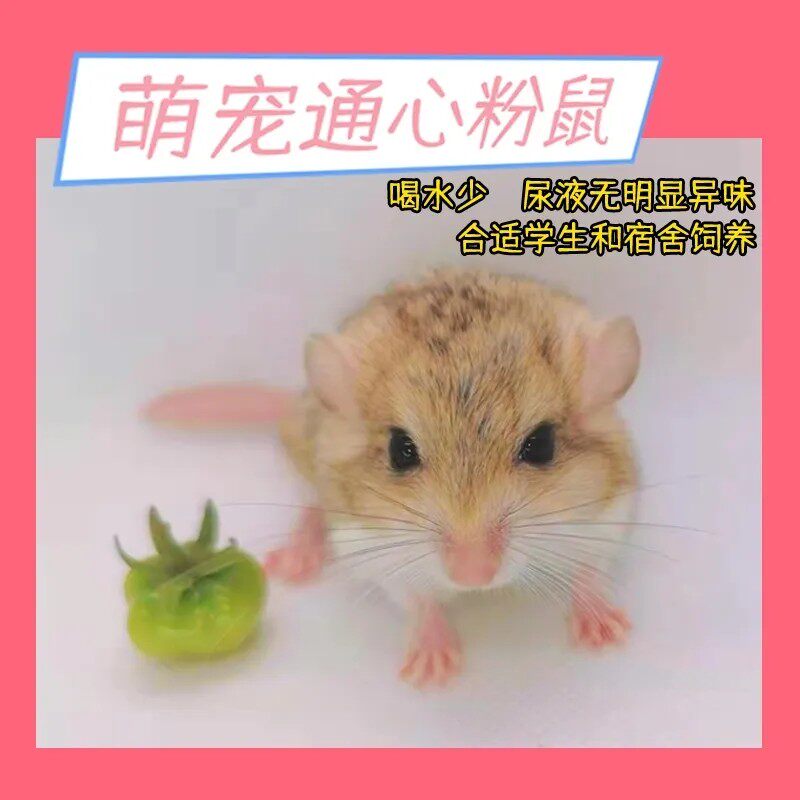 通心粉鼠活体幼崽北非肥尾沙鼠活宠学生宿舍宠物寝室小宠自家繁殖