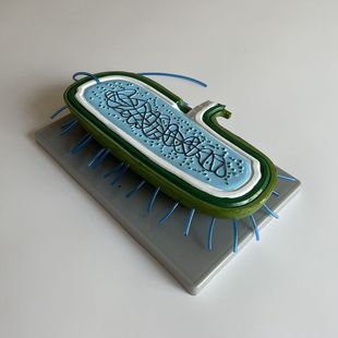 细菌模型 生物学教具原核核糖体细胞质病毒放大实验教具医用教学