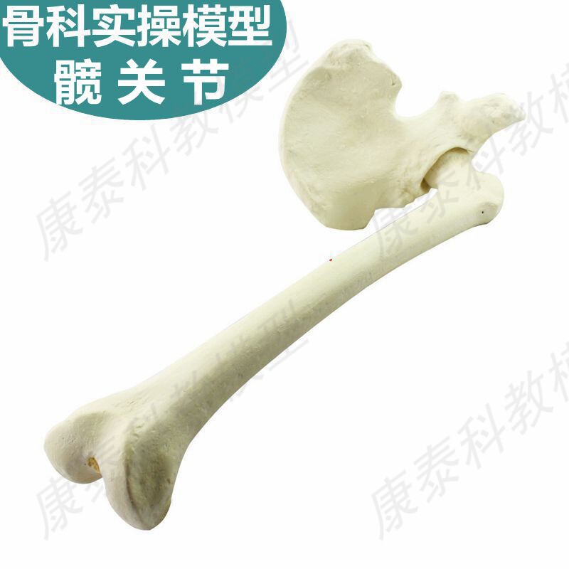 고관절 모델 정형외과 실제 수술 보철 뼈 교육 금형 엉덩이 뼈 하지 흩어져 있는 자유 뼈 인간의 뼈 구조