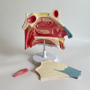 康泰医学模型鼻腔放大解剖鼻中隔神经粘膜软骨上颚口腔牙齿上颌骨