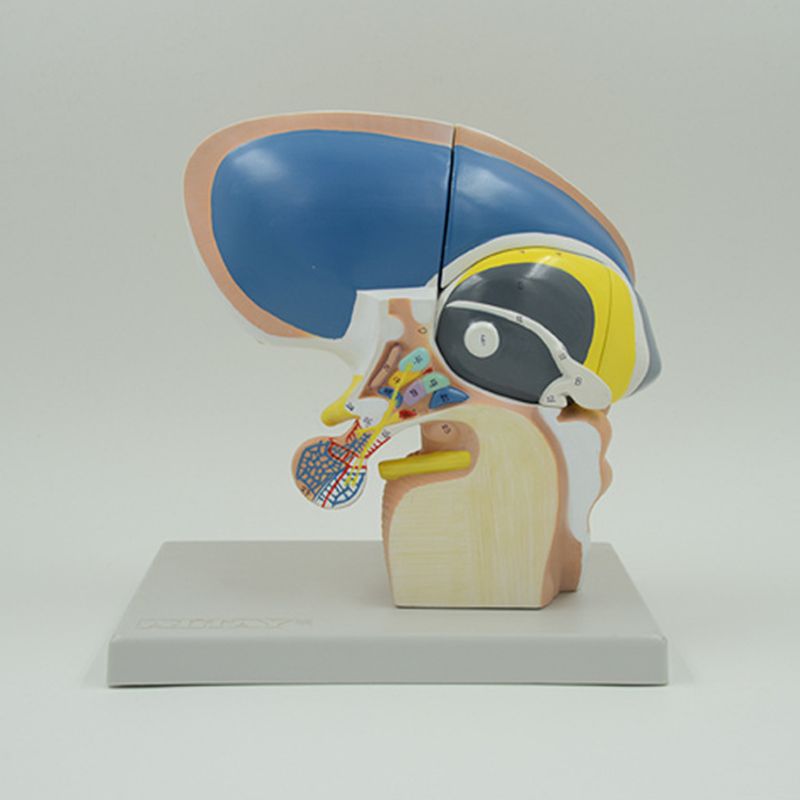 间脑端脑下丘脑人体脑组织解剖神经外科脑干可拆卸大脑基底核脑室