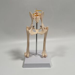 狗骨骼模型骨盆髋关节带股骨腰椎骶骨仿真犬科动物骨骼标本兽医药