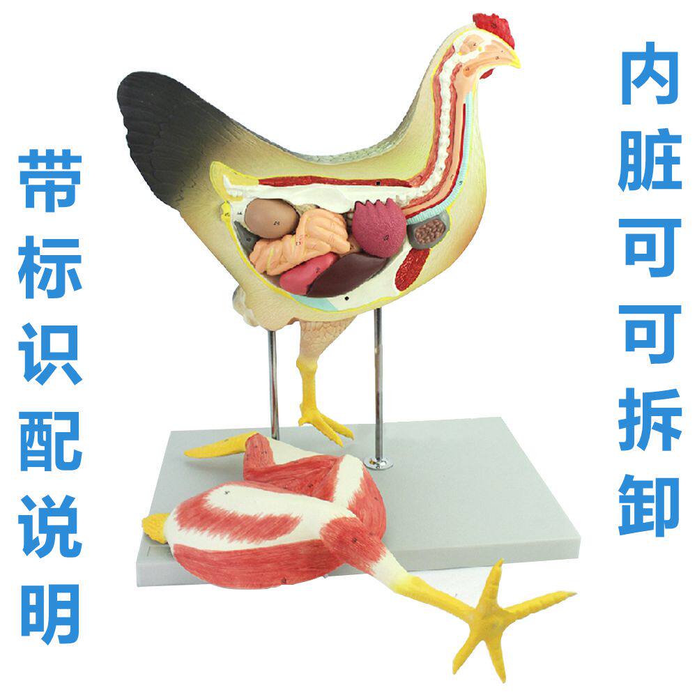 鸡解剖模型内脏可拆卸家禽动物标本鲈鱼鲫鱼解剖水产鱼类仿真教学