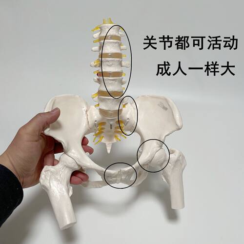 康泰动态腰椎骨盆可动模型