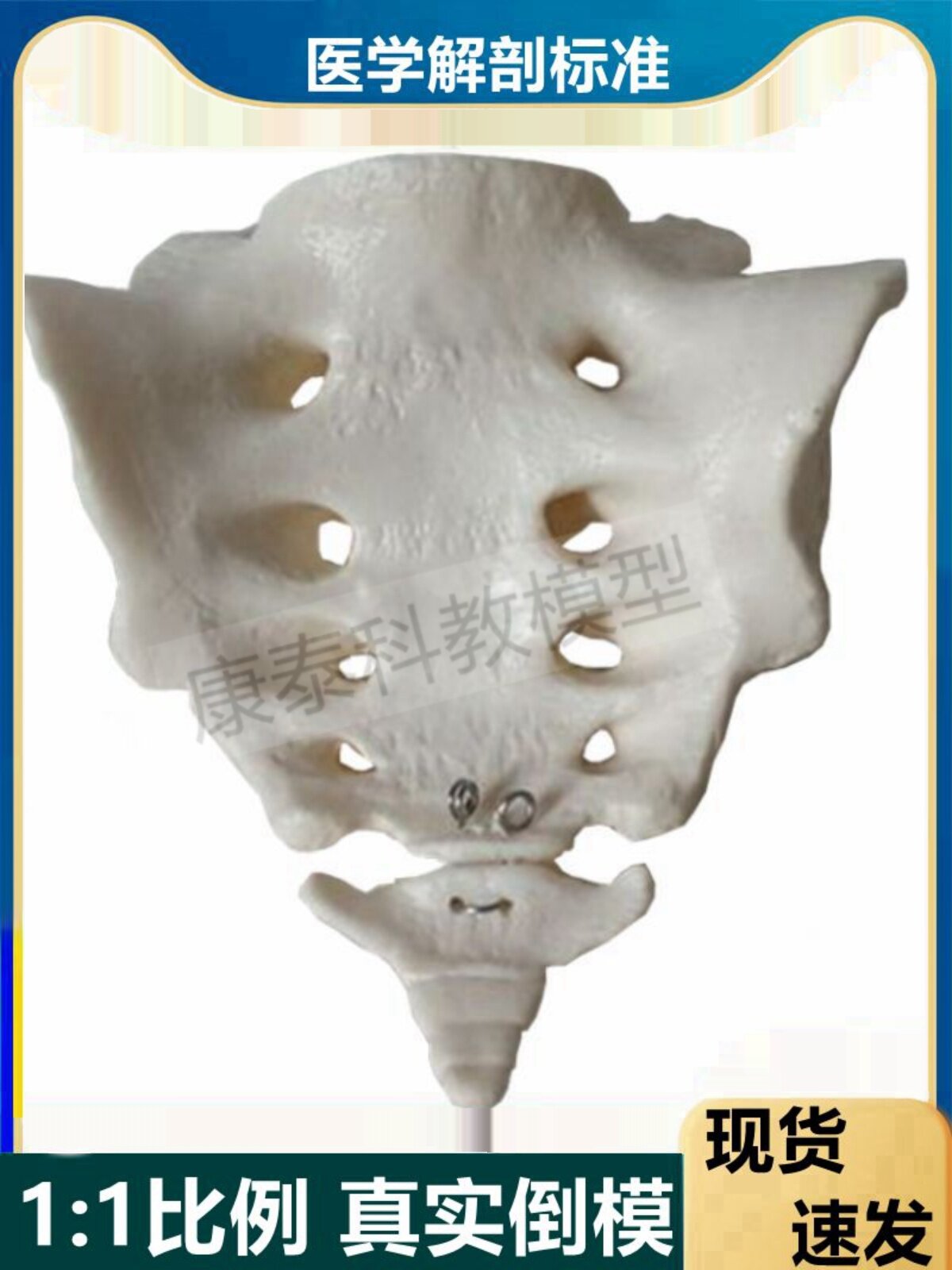 천골 모델 1:1 천골과 미골의 실제 거꾸로 된 금형 한약 자오선 재활 요가 의료 교육 금형 표본