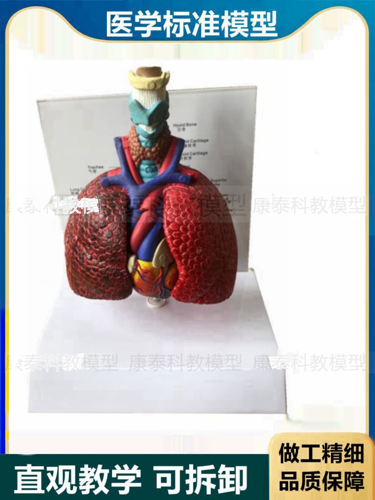 인간의 목 모델 기관 심장 해부학 폐 분리형 가슴 내장 의료 해부학 교육 보조 의사-환자 의학