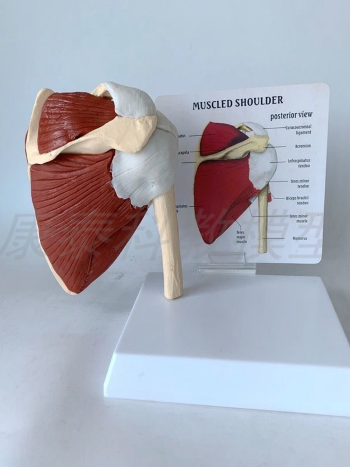 인간의 어깨 관절 모델 견갑골 근육 쇄골 상완골 재활 기능 한의학 경락 관절 인대 힘줄과 뼈
