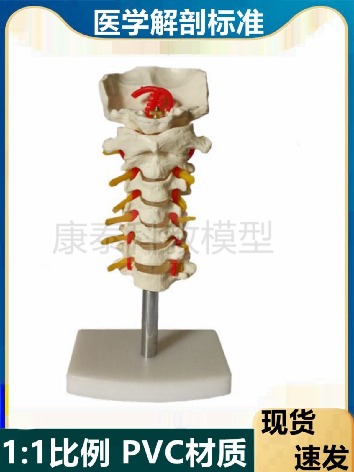 인간 경추 모델 혈관 신경 추간판 소뇌 근육 갈비뼈 뇌간 임상 정형 외과 의료 경동맥