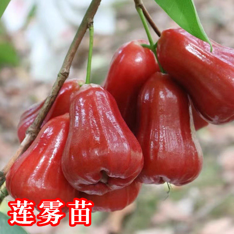 莲雾苗黑金刚四季当年结果嫁接苗