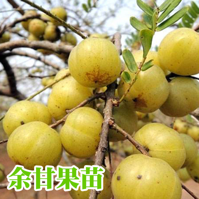 新品种特大甜油甘果苗水果树苗 余甘子四季二季开花二季结果包邮