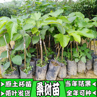 果树桑树苗大果桑长果桑四季苗大叶嫁接当年结果盆栽地栽南北方种