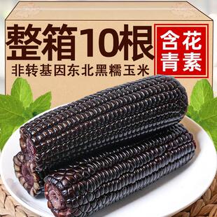 黑东北糯玉米10根整箱甜糯苞米黑玉米早餐真空包装即食黏玉米粗粮