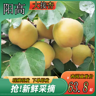 【6月30日前发货】山西阳高大接杏新鲜水果大黄杏净重5斤现摘现发