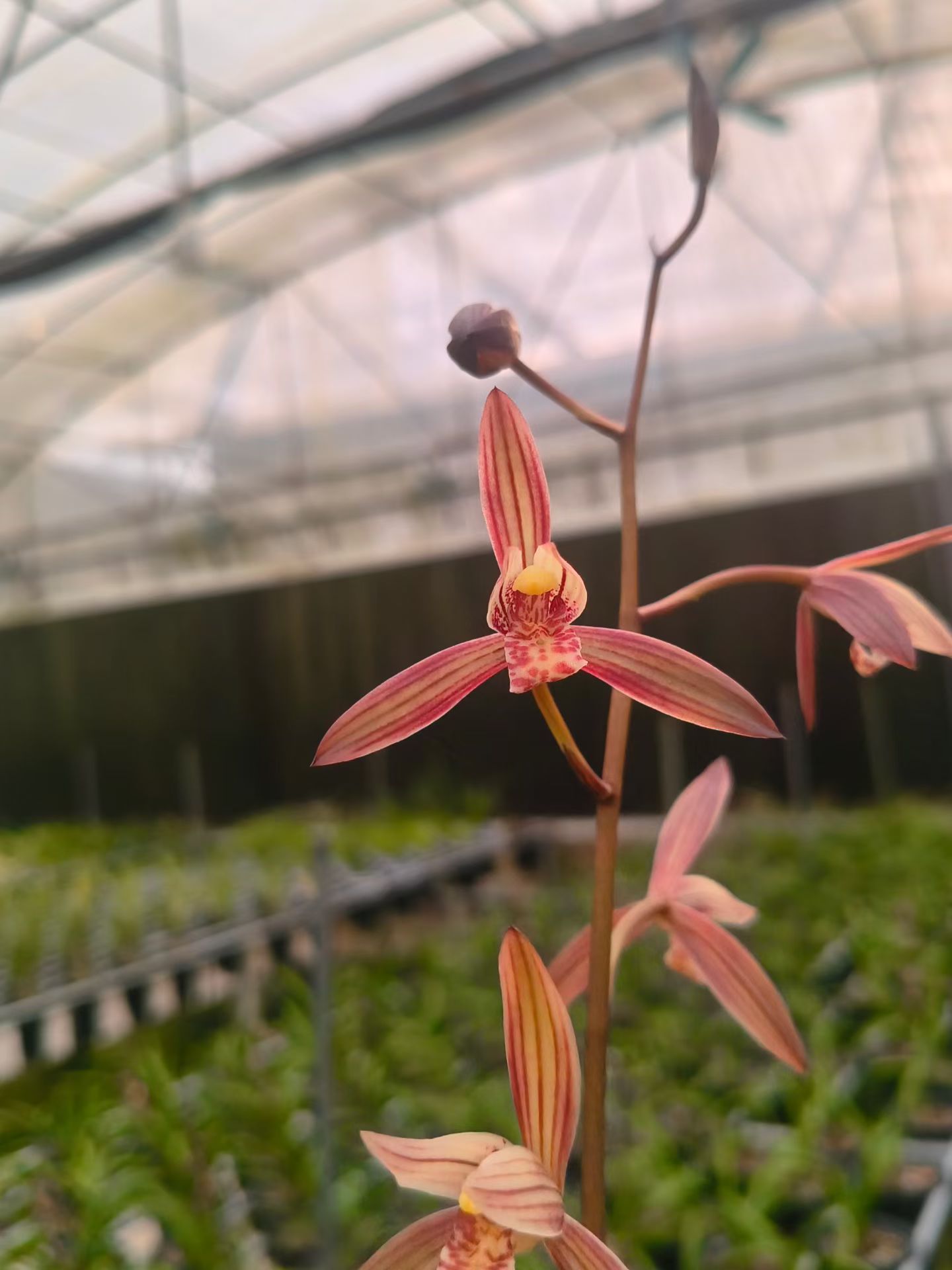 闽众兰花【大明胭脂】建兰色花花期芽期花色艳丽浓香适合阳台养植