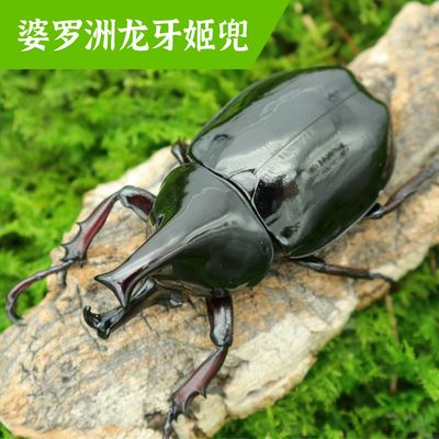 牧野虫社龙牙姬兜甲虫独角仙