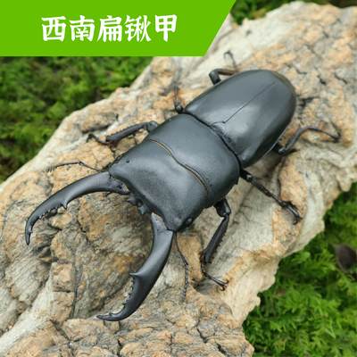 牧野虫社西南扁锹甲虫独角仙