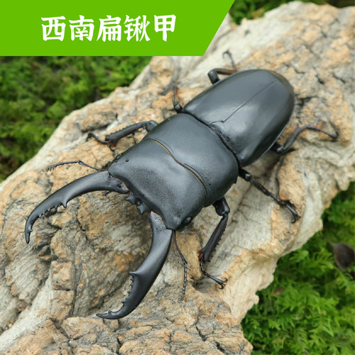 牧野虫社西南扁锹甲虫独角仙
