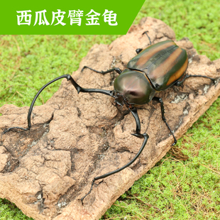 牧野虫社西瓜皮长臂金龟独角仙甲虫宠物昆虫活物成虫幼虫活体甲壳
